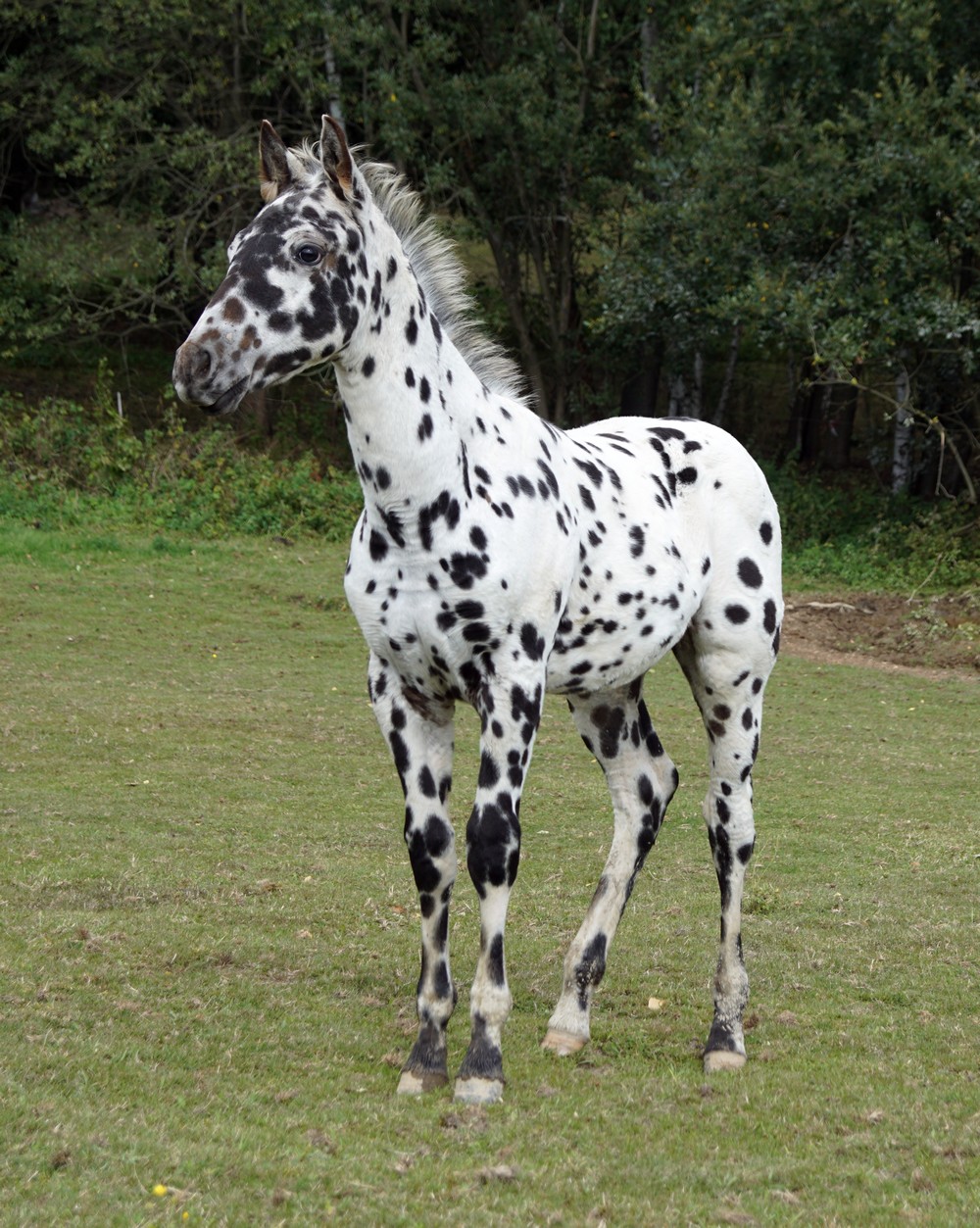 Appaloosa Colt Foal (CTR Northern Dancer x Rusty Lil Dry Doc) 